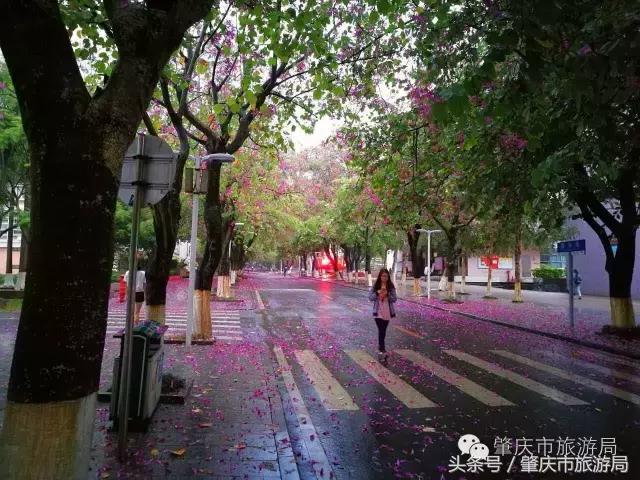 西大下了一场雨,美翻了整个肇庆!