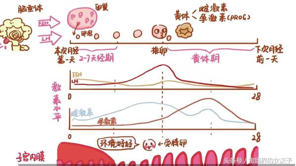 如何做到科学备孕不怀孕,怎么备孕都怀不上