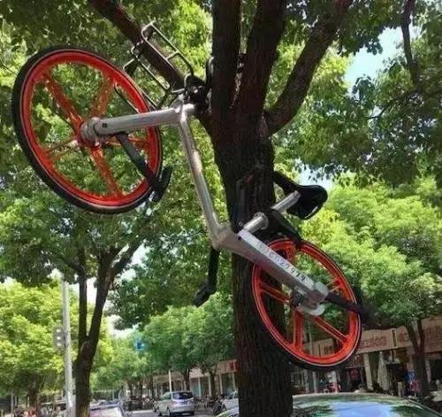 免费单车共享,单车和汽车共享