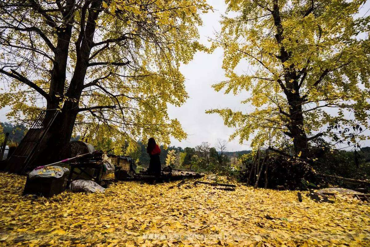 今年最后银杏金秋，现在出发还来得及！