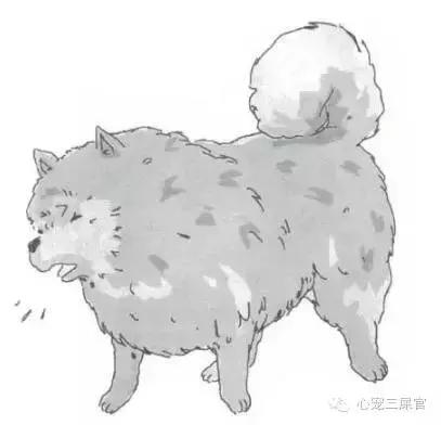 狗狗咳咳咳好像卡喉咙似的怎么办,14岁的狗狗成天咳是什么原因