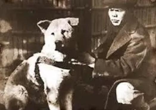 “中国土狗”比“日本土狗”差在哪里？