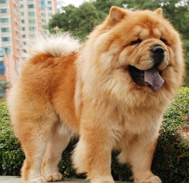 宠物小百科金丝雀,宠物小百科鹦鹉视频