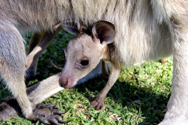 小袋鼠出生需要多久,袋鼠才出生时有多小