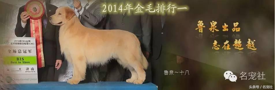 金毛寻回犬产地在哪,正规犬舍赛级双血统金毛幼犬