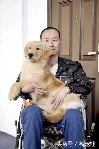成都金毛cku国际认证犬舍,金毛拉布拉多犬舍全国直发