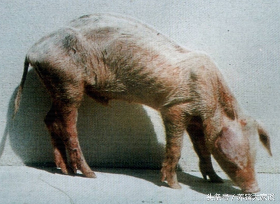 仔猪僵硬怎么治疗,育肥猪僵猪最佳治疗方法