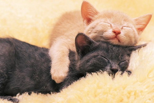 猫咪睡觉警觉,猫咪睡觉很警觉