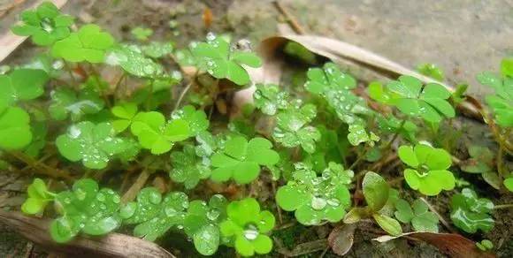 湿邪根治特效药,湿邪怎么治疗最有效