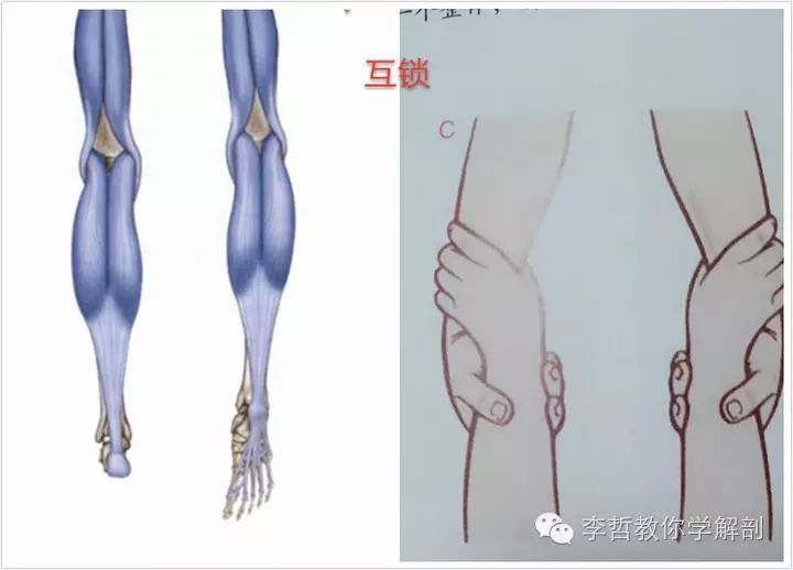 学员精彩笔记(2)|什么是后表线?它到底在人体中扮演怎样的角色