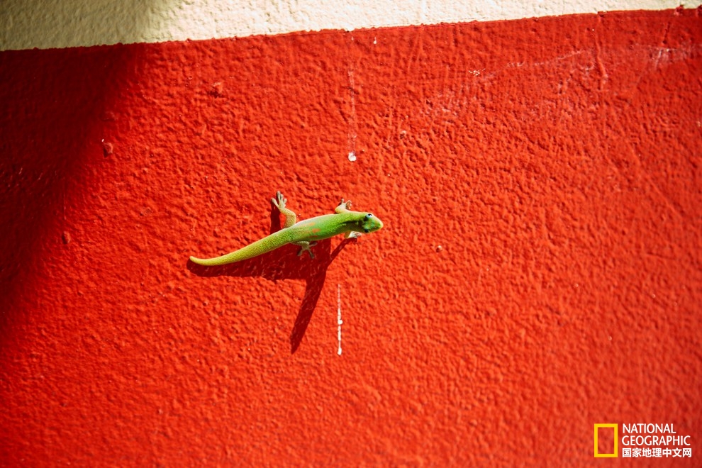 香草之岛留尼汪，上帝私藏在印度洋的小盆景！