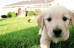 宠物征集活动,宠物征集令