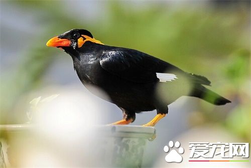 鹩哥说话训练方法,鹩哥会说话的视频