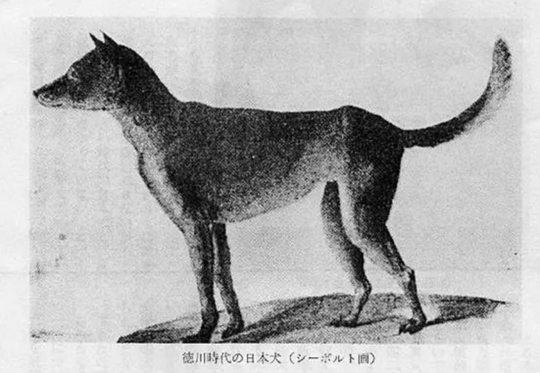 “中国土狗”比“日本土狗”差在哪里？