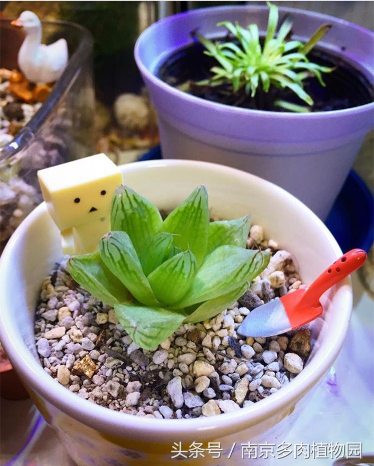 乐高积木成人款植物多肉,小玩具乐高