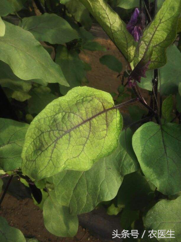 小白菜叶子烂了是什么原因,小白菜根部烂掉是怎么回事