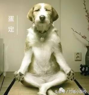 加班狗的生活习惯,加班狗的意思