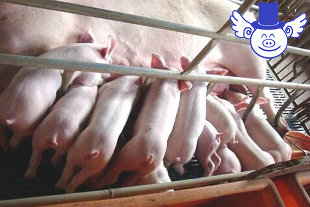 哺乳仔猪拉稀跟母猪有关系吗,哺乳仔猪拉稀快速解决方法