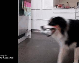 这只牧羊犬挺特别的,一只呆萌又可爱的牧羊犬