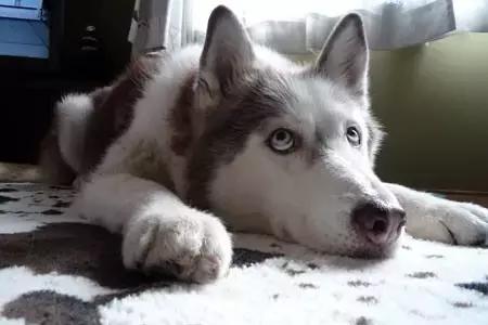 关于狗的冷知识拉布拉多,哈士奇冷知识狗语十级