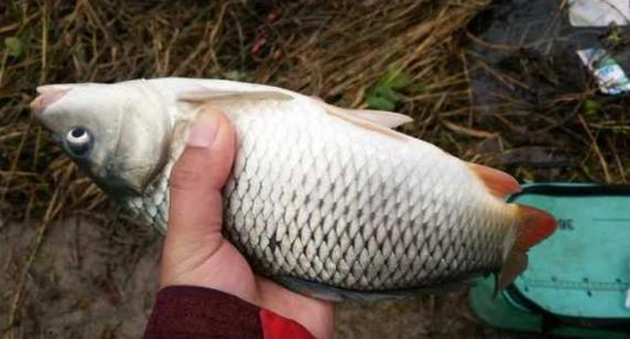 钓鱼人太牛！大风大雨中垂钓也能迎来鲤鲫大丰收