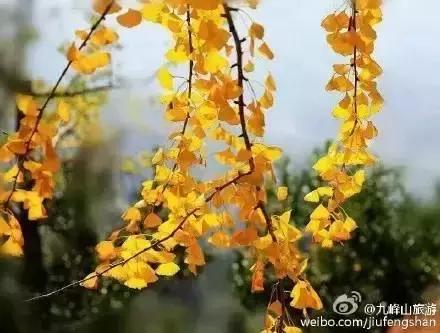 南雄看银杏值得去吗,南雄看银杏攻略