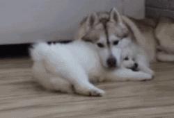 萨摩撒娇小可爱,萨摩给主人撒娇视频