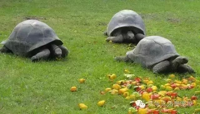 亚达饲养方法及注意事项,如何才可以在中国饲养亚达伯拉