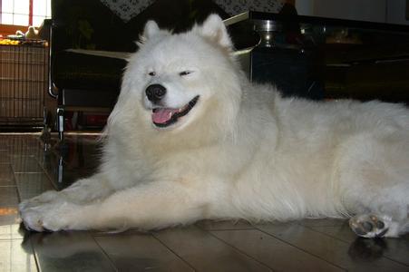 怎么解决狗狗拉屎拉尿的问题,怎么解决狗狗一边走一边拉