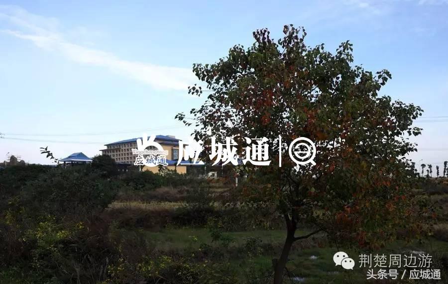 应来之城全景图片,中国湖北应城
