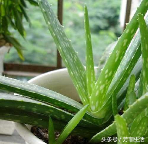 冬天皮肤干燥,种盆芦荟滋润下!