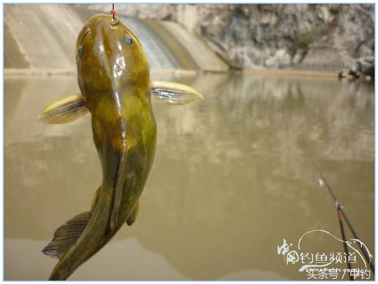 虎岭钓鱼路亚,虎岭钓鱼场