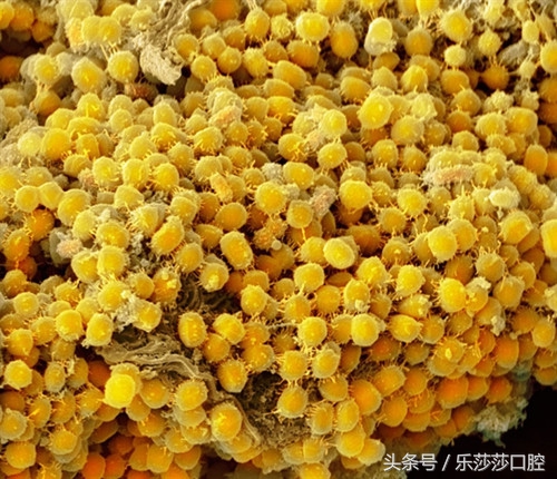 牙医能辨别出换过没换过的牙齿吗,牙医见过最好的牙齿是怎么样的