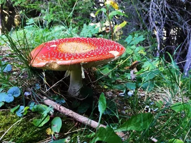 费德勒十大高光,费德勒十大经典花招