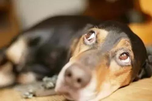 公开课狗狗,狗狗拉肚子吐了不吃饭什么原因