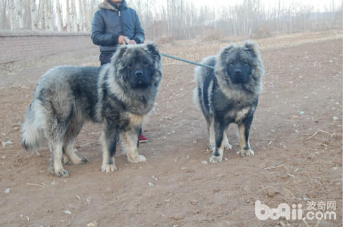 三大护卫犬哪一个最适合新手,又强又不失美观的护卫犬