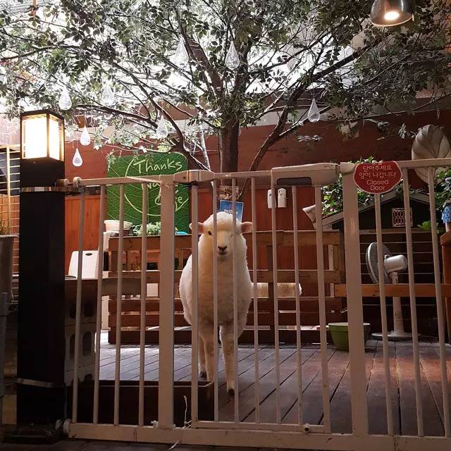 隐藏在韩剧里的套路King——咖啡