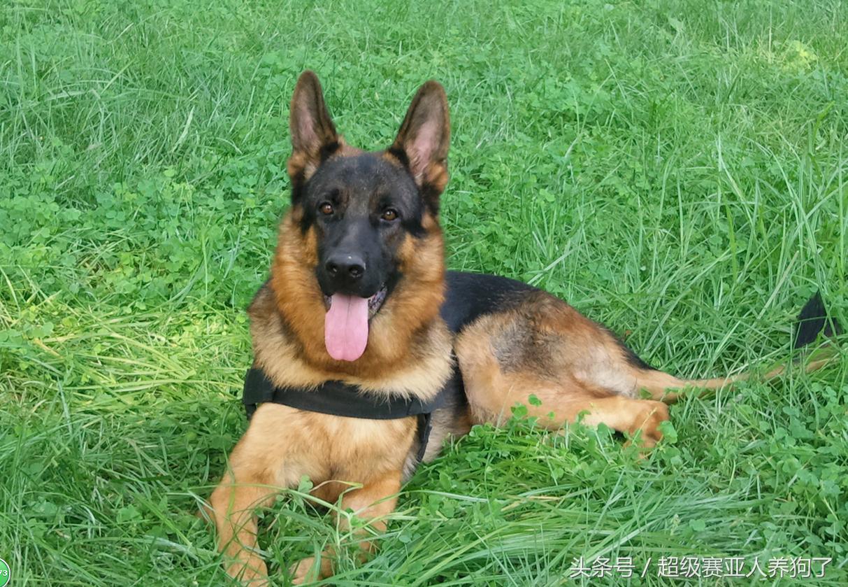 让叉拐、外八远离你的爱犬