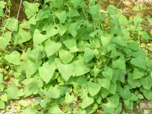 田间哪种野草治蛇毒,治疗蛇毒的草北方