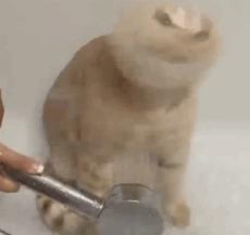 这不科学最不喜欢水的喵星人竟然带着浴帽洗澡还一脸享受