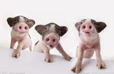 喜欢二次元的男生会喜欢什么动物,选宠物猪怎么选才好看呢