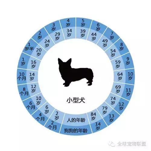 想知道你的狗换算成人的年龄有多大了吗？
