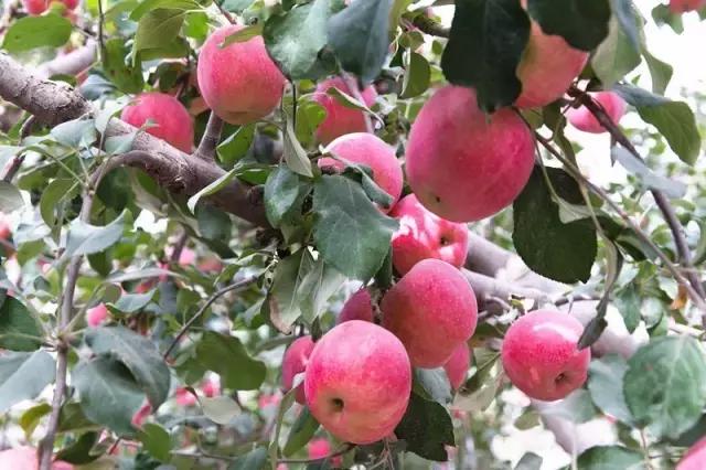 明天别睡懒觉和乌鲁木齐晚报君一起逛且逛且冬博会去