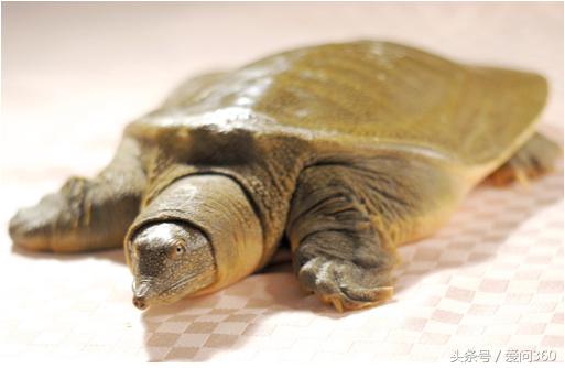 请问甲鱼怎样吃好适宜哪些人群,甲鱼怎么吃能延年益寿