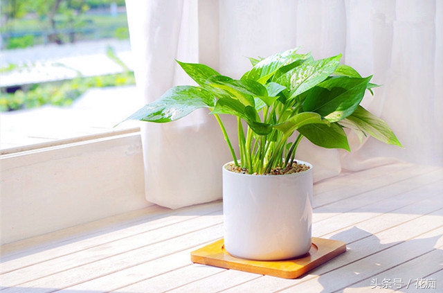 土培绿萝转水培正确方法,绿萝土培转水培的正确方法