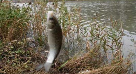 钓鱼人太牛！大风大雨中垂钓也能迎来鲤鲫大丰收