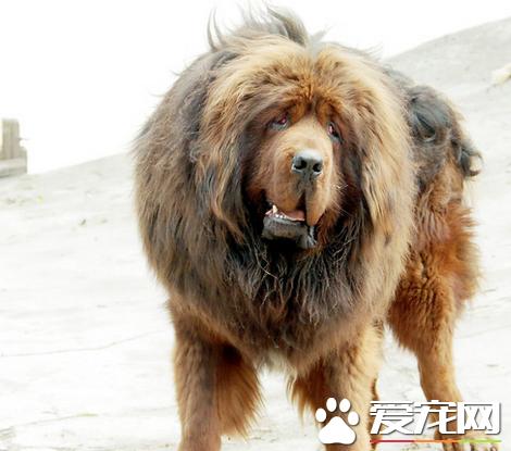 藏獒和土狗的幼崽,藏獒母狗怀孕20多天肚子有多大