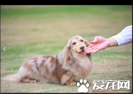 长毛腊肠怎么饲养,长毛腊肠犬好养么