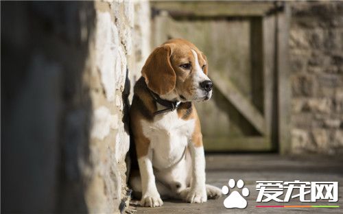 比格犬掉毛厉害吗体味大不大,比格犬有体臭的吗