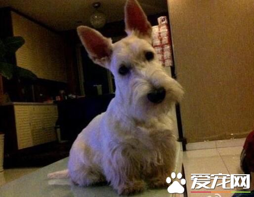 苏格兰梗简介,苏格兰梗和刚毛猎狐梗